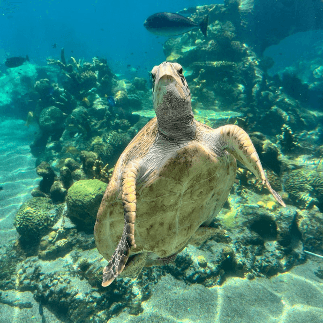 A sea turtle swims gracefully near a coral reef in clear blue water with a fish visible in the background.