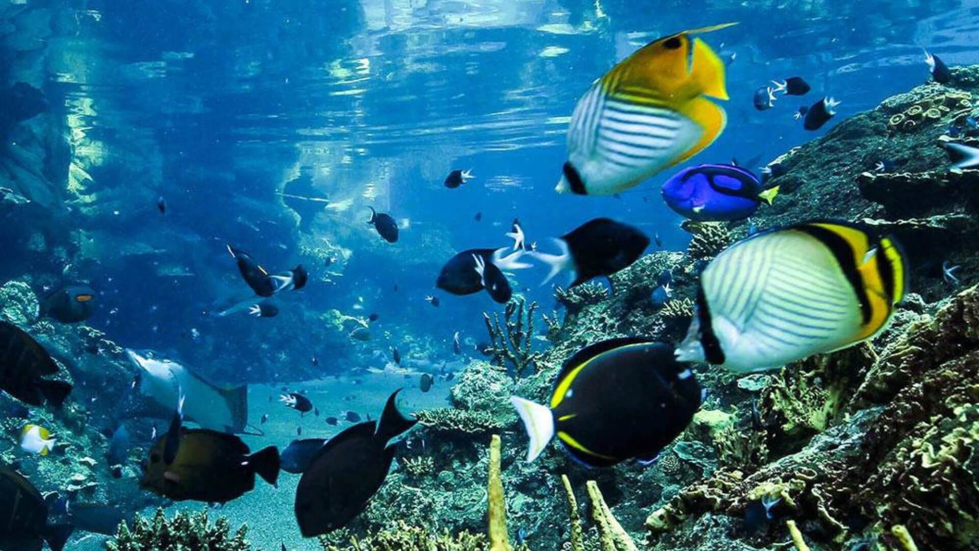 Various colorful fish swim around a coral reef in a clear blue underwater scene.